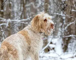 Spinone Italiano